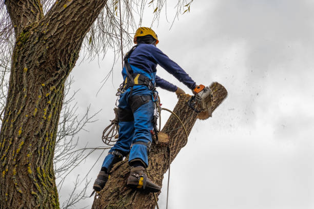 Best Residential Tree Removal  in Boston, GA